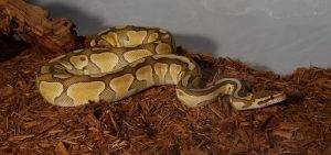 The Royal Python is the largest and most difficult species of pet snakes