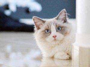 Ragdoll cats are adorable but controversial