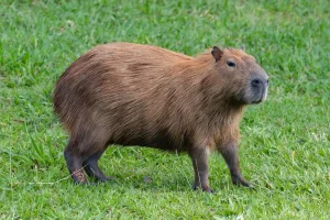 Capybaras are diurnal animals