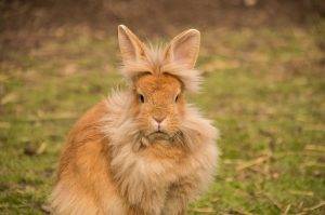 The lop eared rabbit is an excellent choice for first time rabbit owners